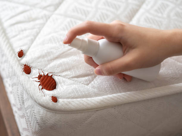 Best Insect Control  in Bay Shore, NY